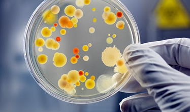 Microbiologie